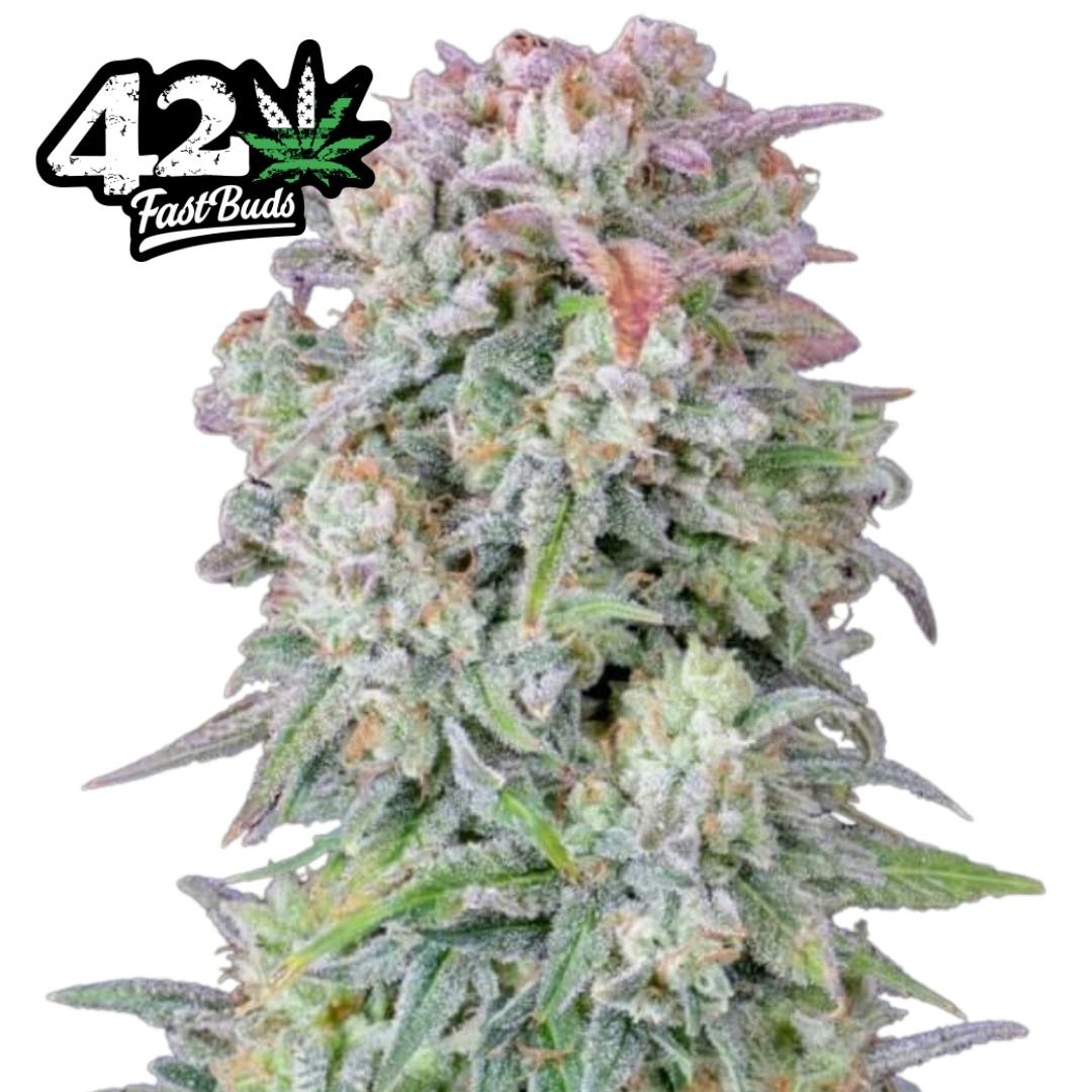 FastBuds | Original Afghan Kush | IDH | AUTO | 5pk