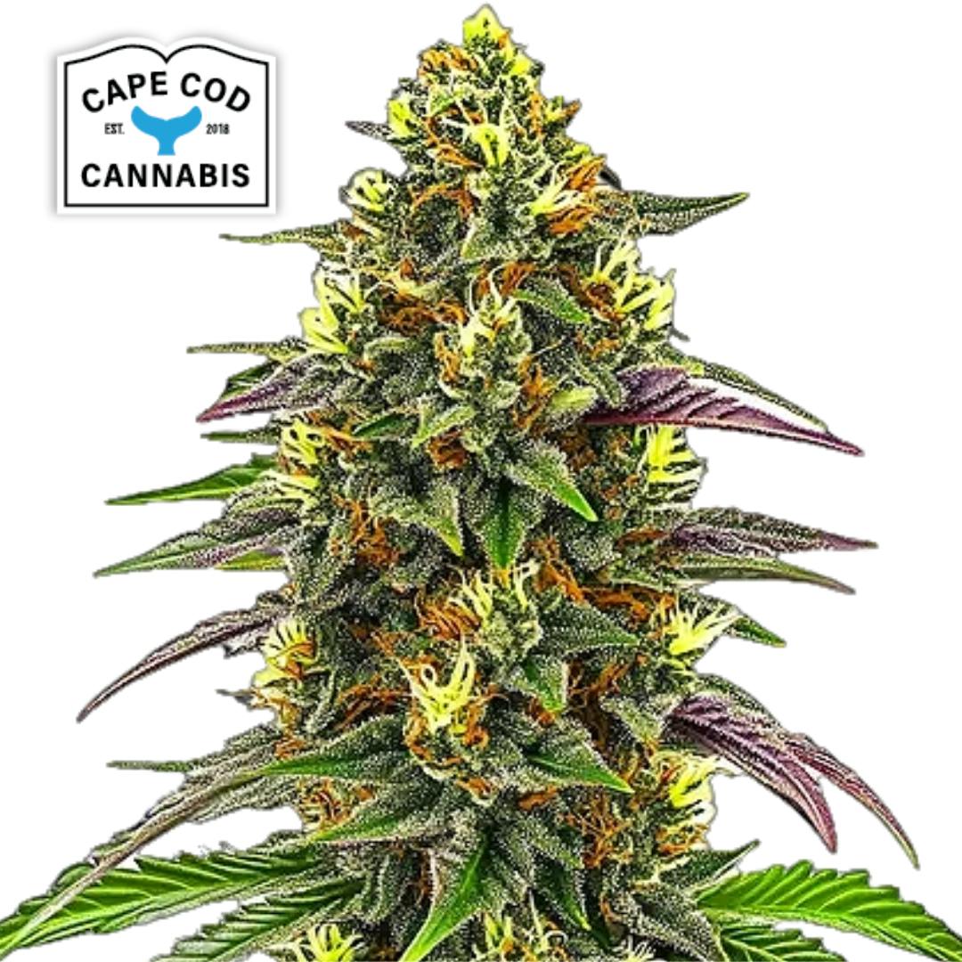 Cape Cod Cannabis | Maui Waui | SDH | Feminized PHOTO | 6pk