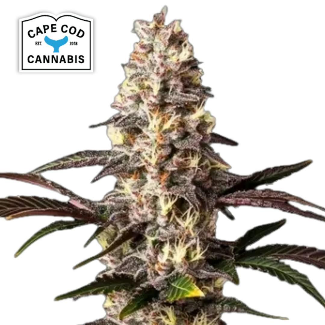 Cape Cod Cannabis | Alaskan Thunderfuck | SDH | Feminized PHOTO | 6pk