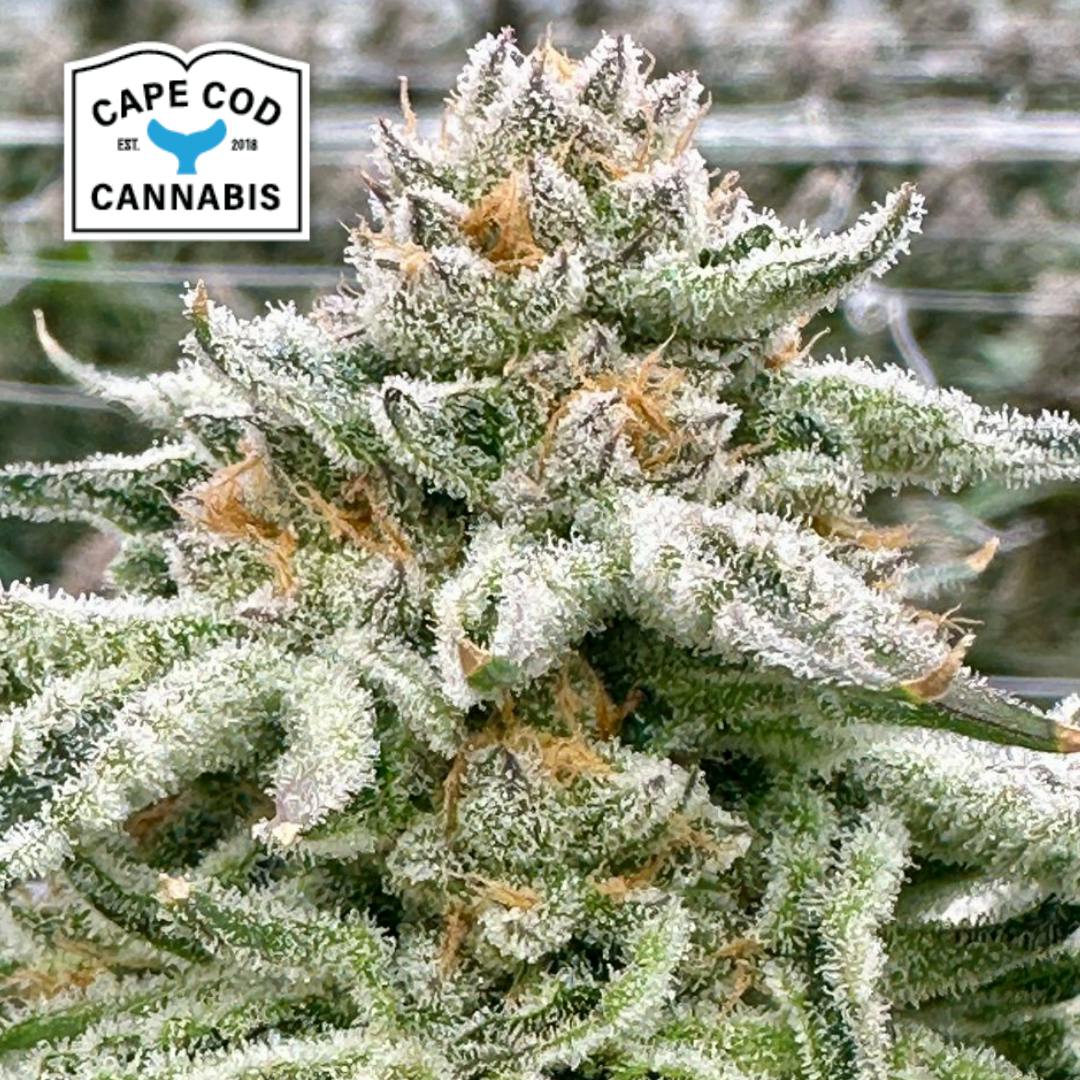 Cape Cod Cannabis | Gorilla Glue S1 | Hybrid | Feminized PHOTO | 6pk