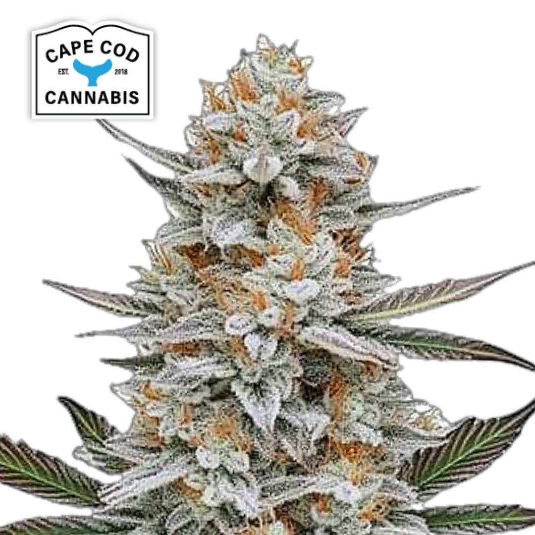 Cape Cod Cannabis | Chemdog #4 | Hybrid | Feminized PHOTO | 6pk