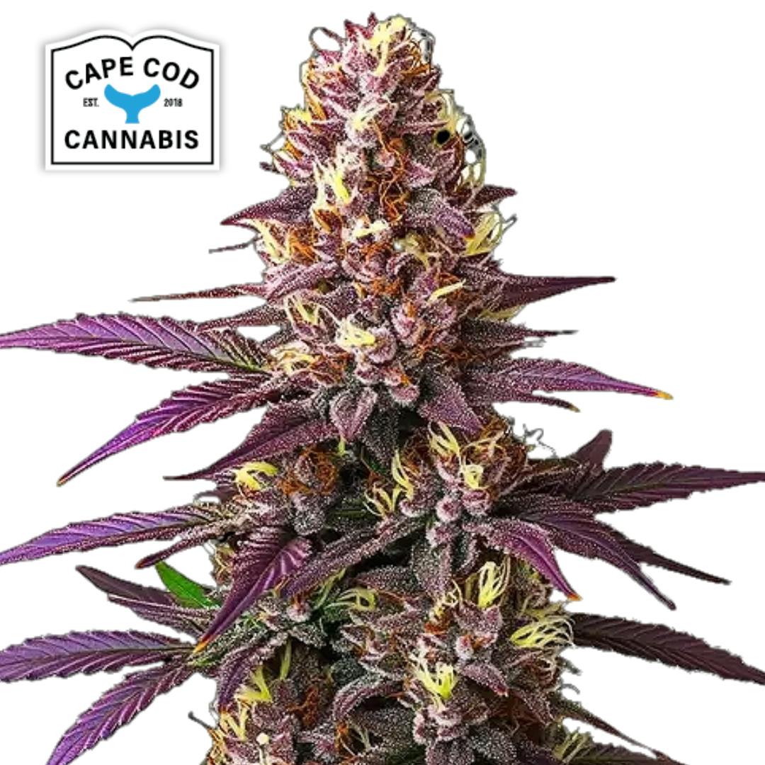 Cape Cod Cannabis | Blueberry | IDH | Feminized PHOTO | 6pk