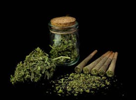 Jack Herer - 1g Premium Preroll