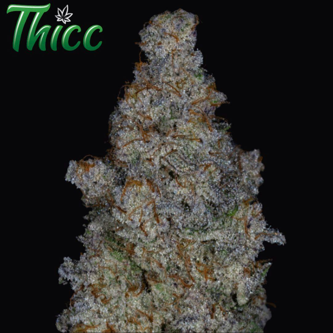 3.5g Mac 1 | Prepack Flower | Thicc