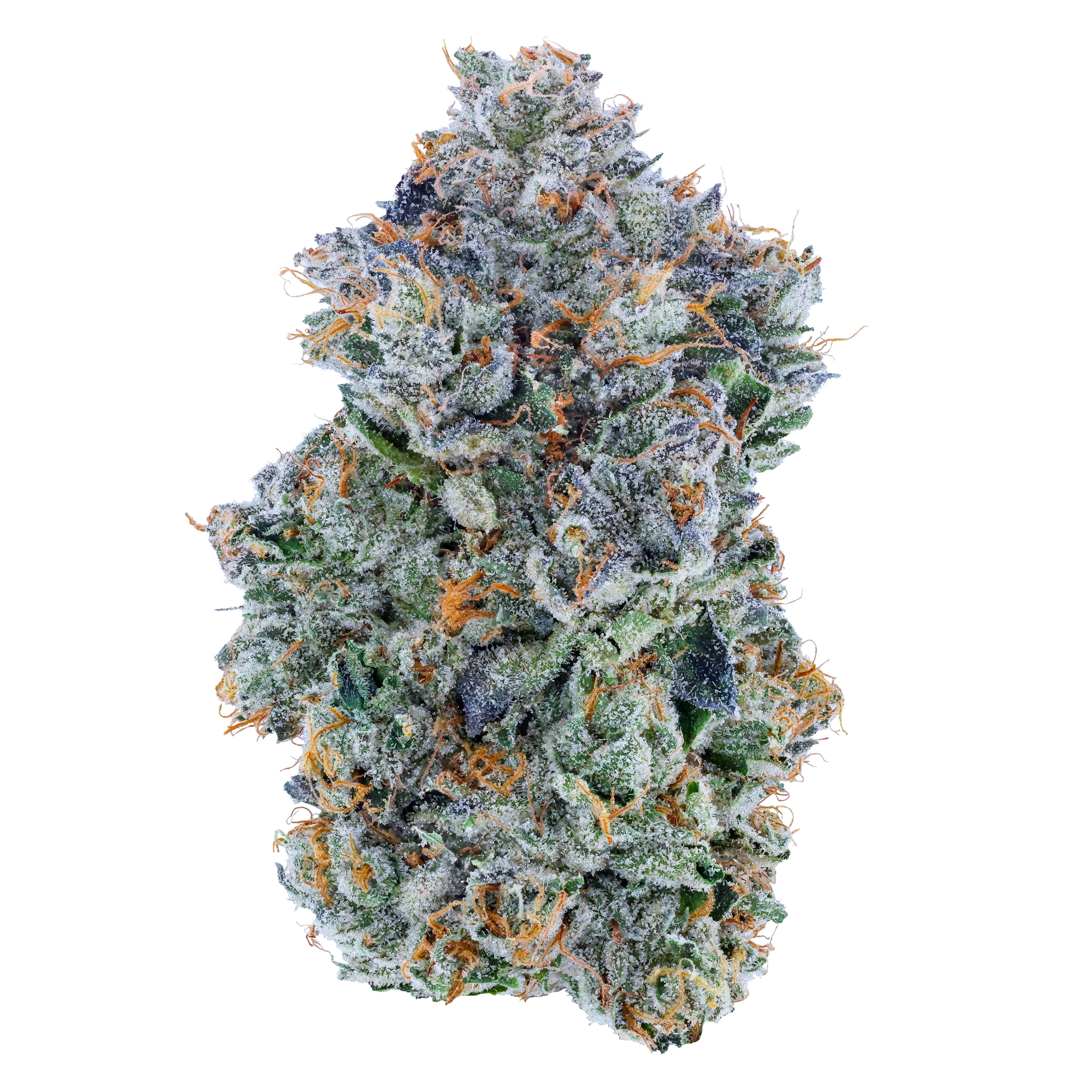 Blue Face | Fig Farms
