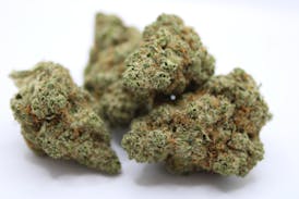 Gush Mints {Indica}