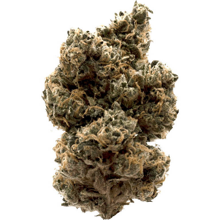 Vera - Jack Herer