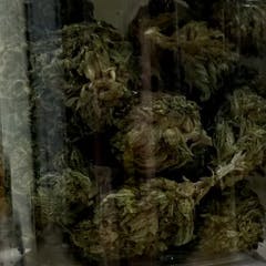 Green Dr | CBD Flower | Prepackaged 4g