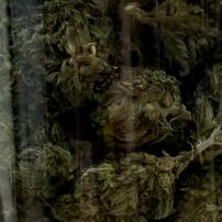 Green Dr Prepackaged