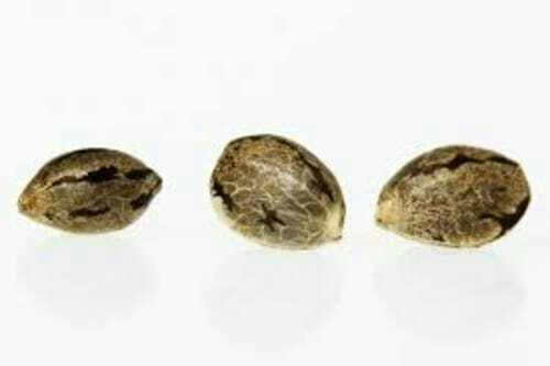 Silver Haze 5 Pack Feminized Seeds