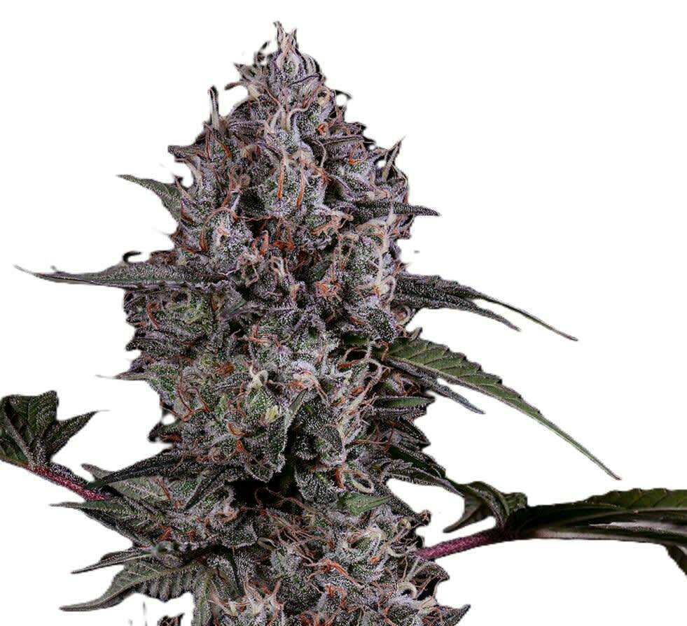 BC Organic Tangerine Sunrise 3.5g Dried Flower