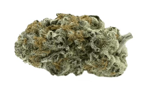Orange Squeeze 14g Dried Flower
