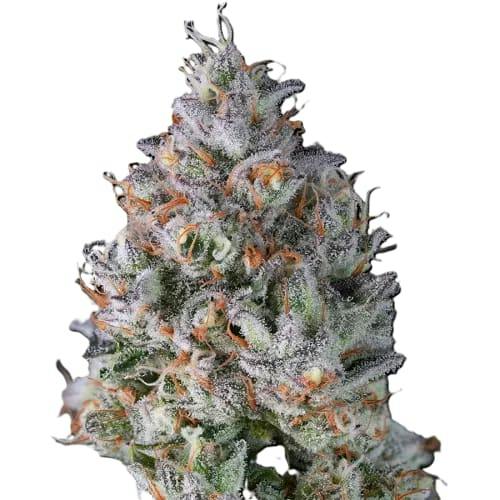 BC Organic Lime Drizzle 7g Dried Flower