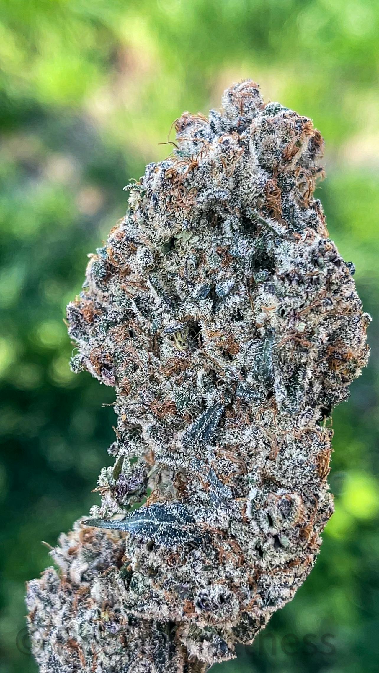 Gold Shelf - Sub Zero (H)