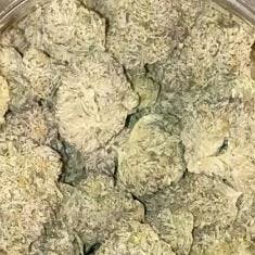 Pleasantree-Double Chocolate Cake Indica Flower