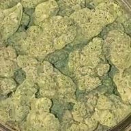 Shakedown Street Hybrid Flower