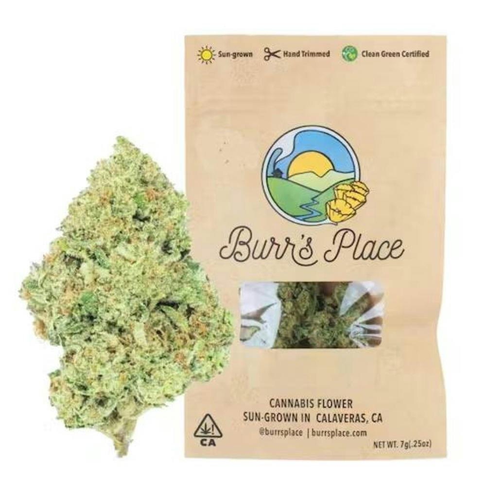 Burr's Place Mountain Mint (S) Flower 7g