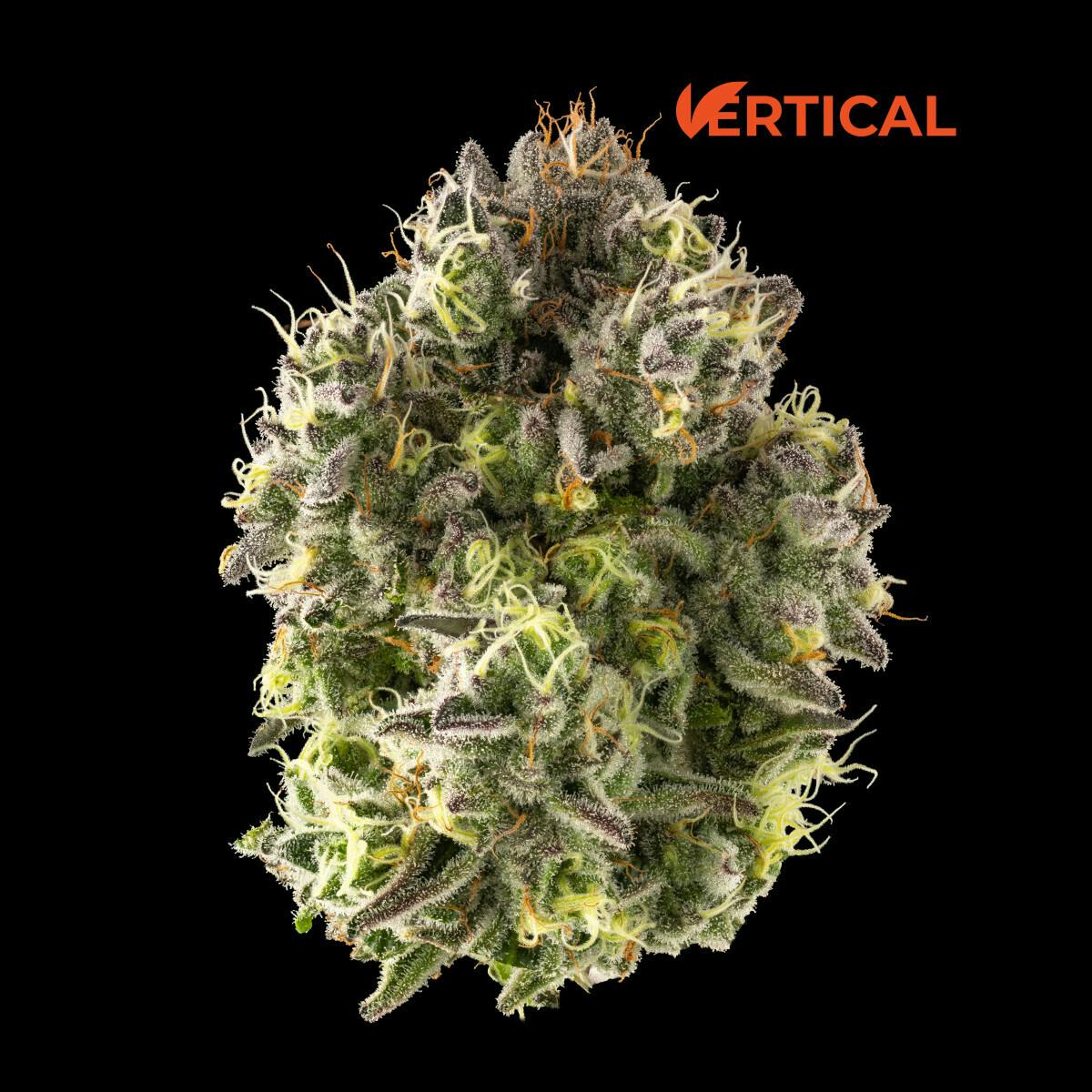3.5G APPLESCOTTI