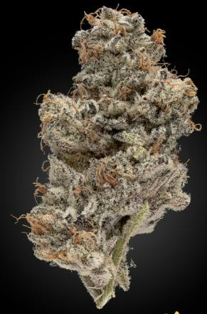 Platinum Shelf - Blueberry Muffin (H)