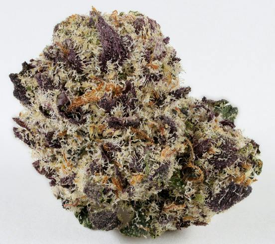 Platinum Shelf - Arctic Orange (H)