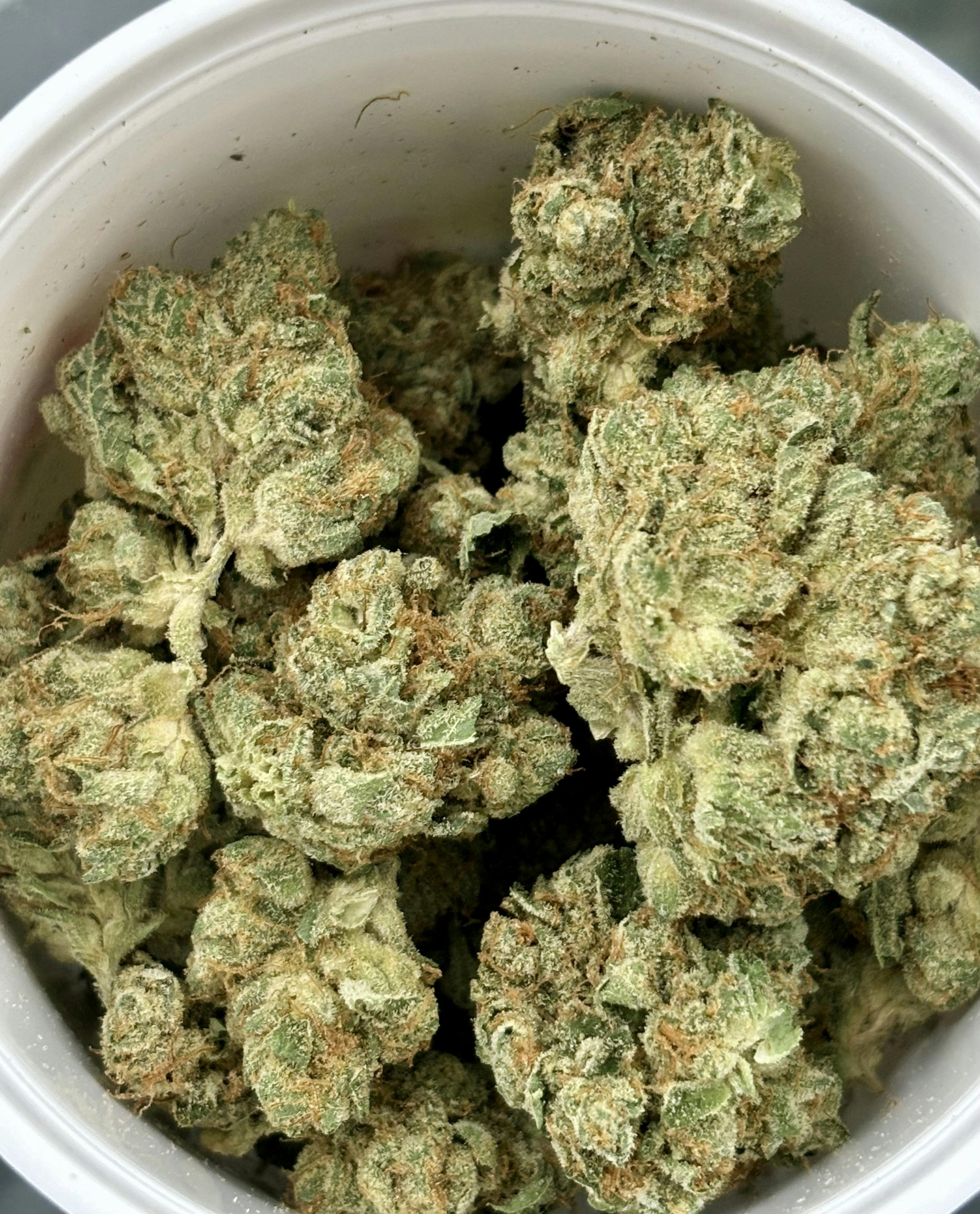 Gold Shelf - Blamo (H)