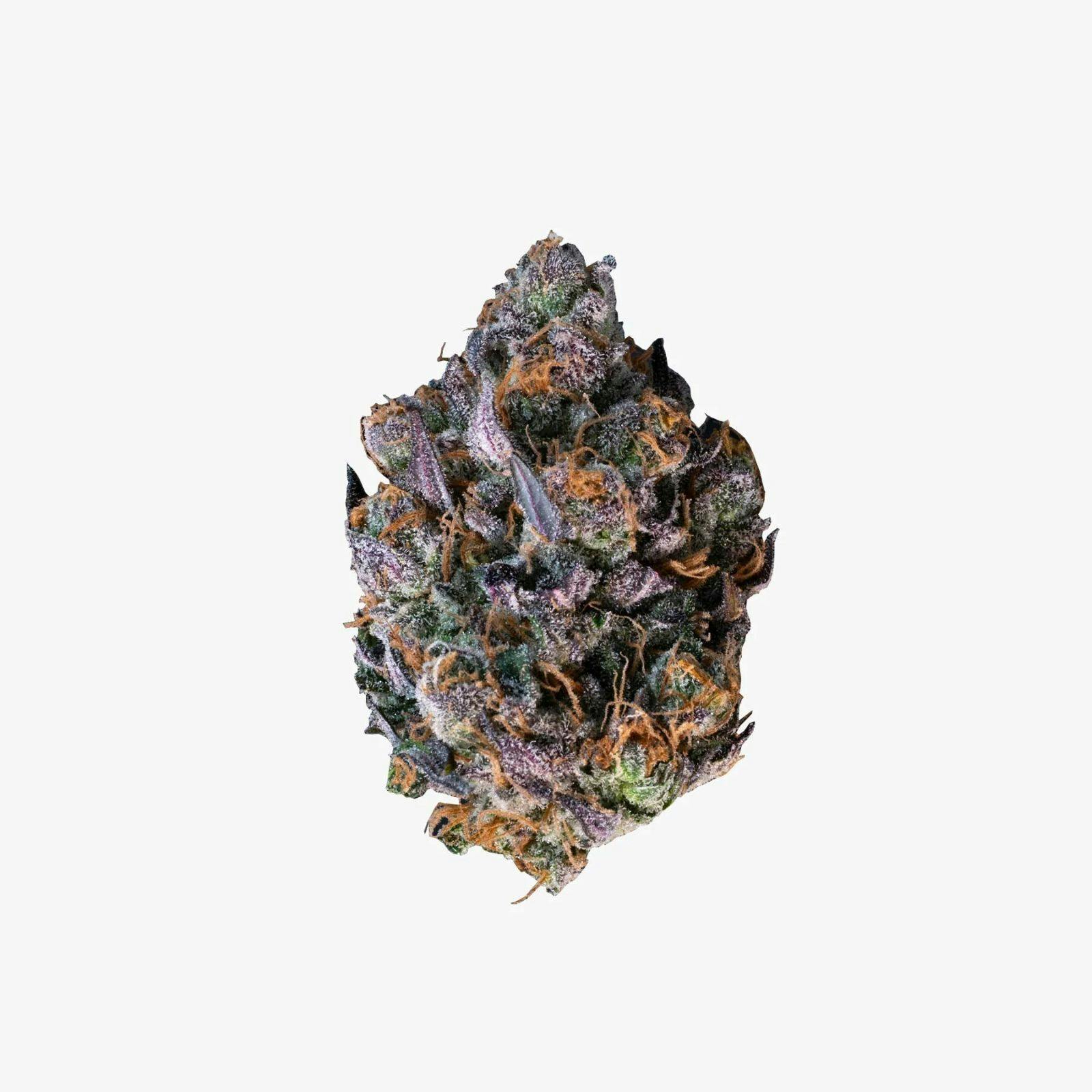Gold Shelf - Don Carlos (I)