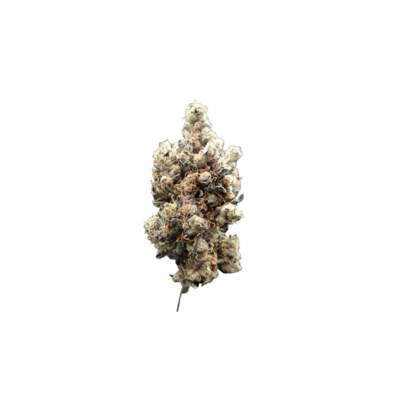 Silver Shelf - Sticky Rice (H)