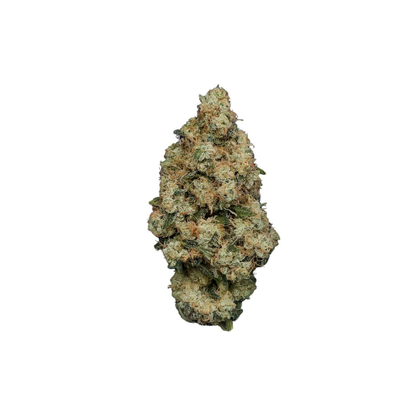 Silver Shelf - Phantom Dawg (S) at Social Dispensary Golden