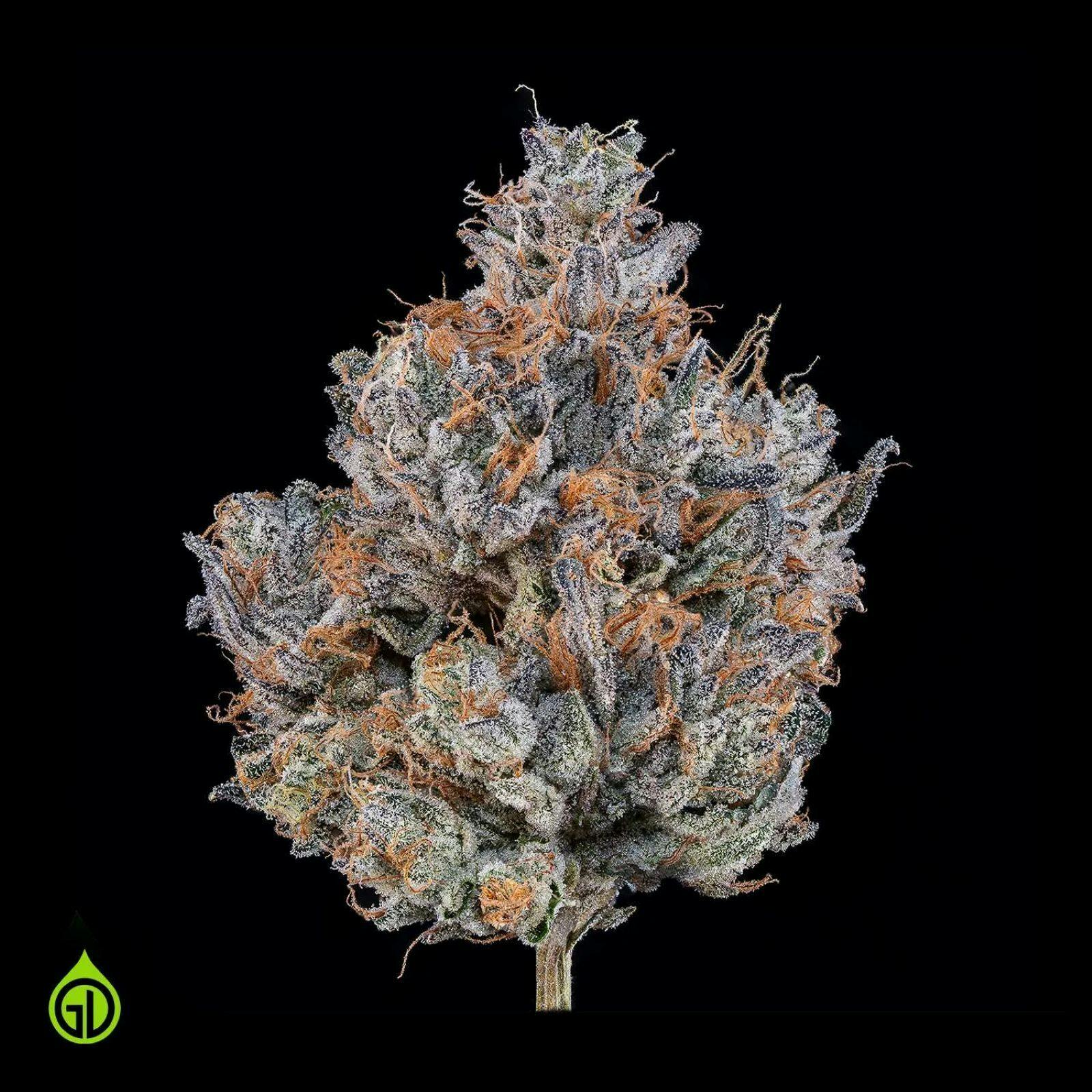 Green Dot - Pre-Packed - Thunderdome (H)