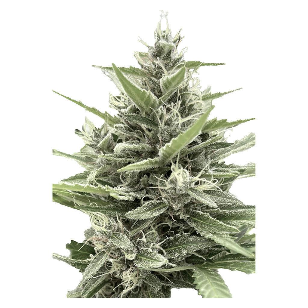 Modified Animal Cookies Feminized Seeds 1 Pack - Clone Collector Seed Bank