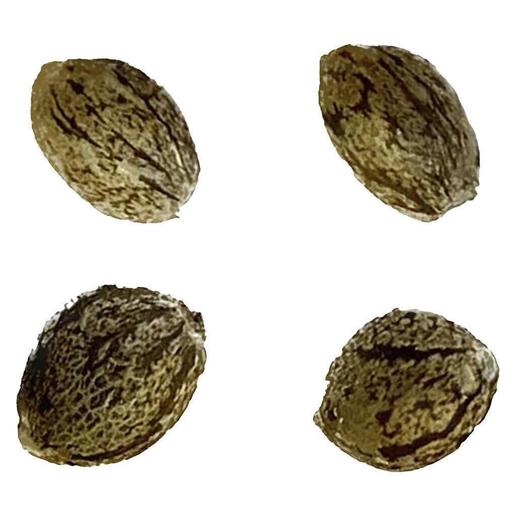 Gorilla Grape Autoflowering Feminized Seeds 4 Pack - Automatic Ganja