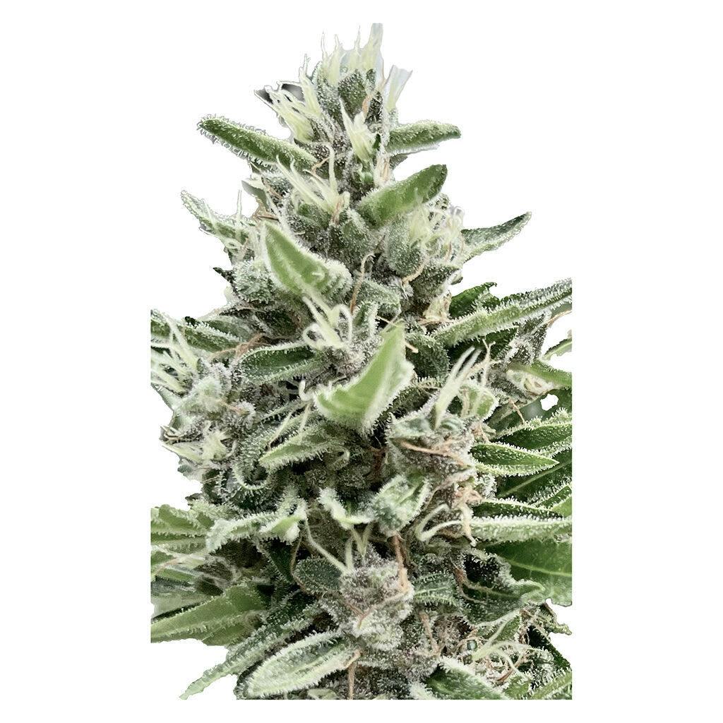 Apple Truffle Breath Feminized Seeds 4 Pack - Clone Collector Seed Bank