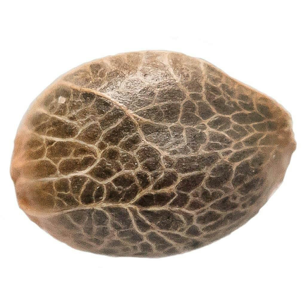 Bubba Kush Seeds 5 Pack - 34 Street Seed Co.