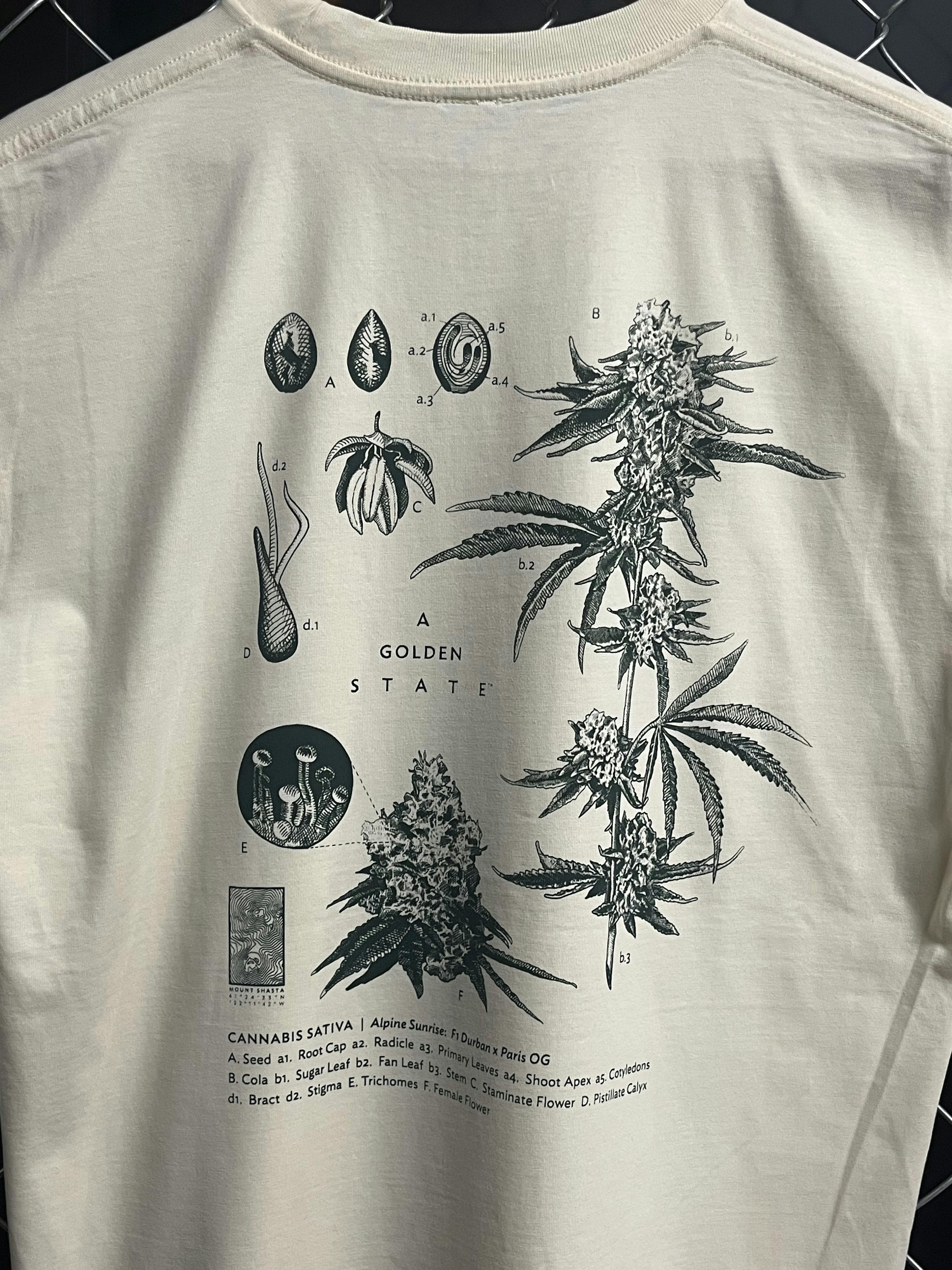 Large Taxonomy