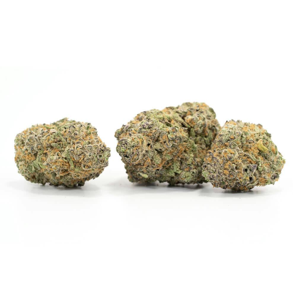 Tree Gringos - Creamsicle (SH) - CHOICE