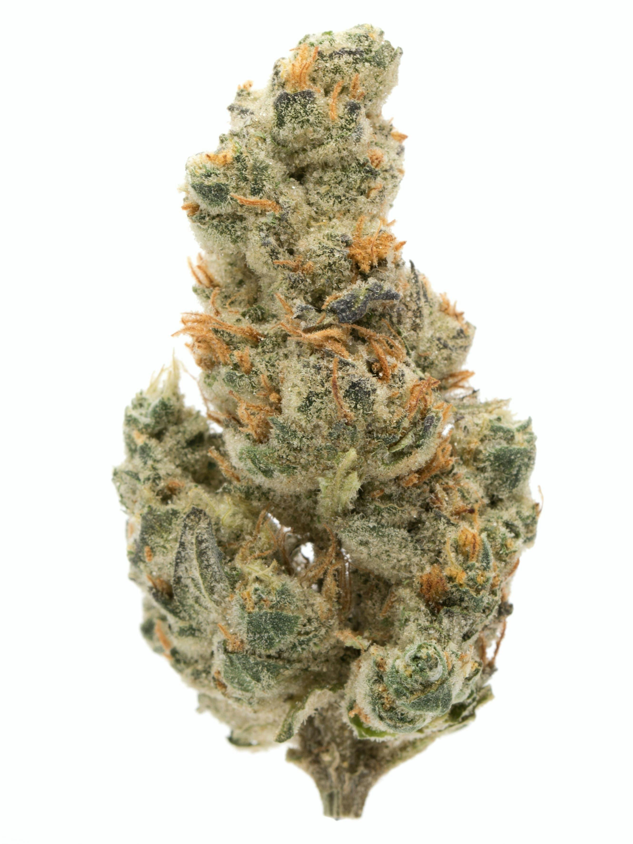 Hummingbird - Girl Scout Smoothie (SH) - SELECT
