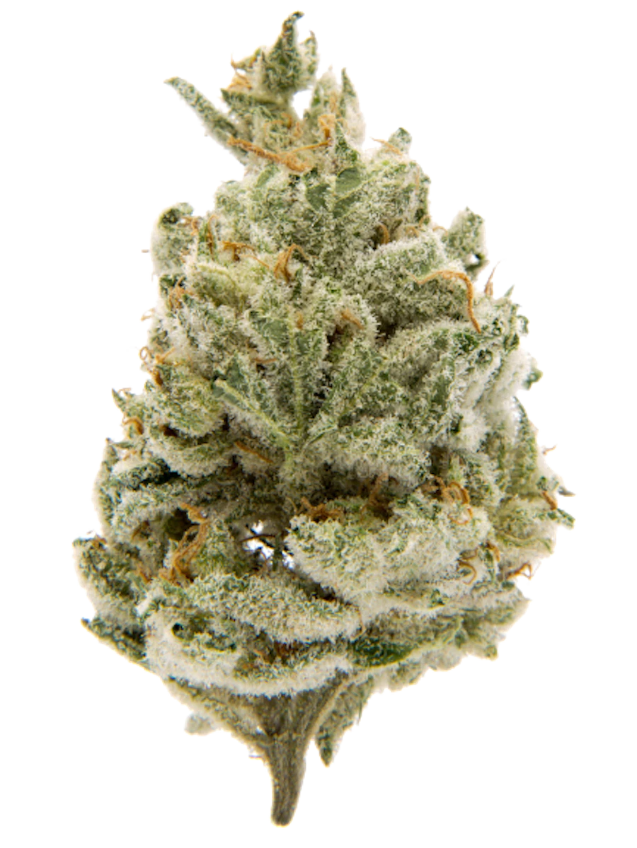 Rainbow Sherbet — flower listed on the Herbs 4 You menu