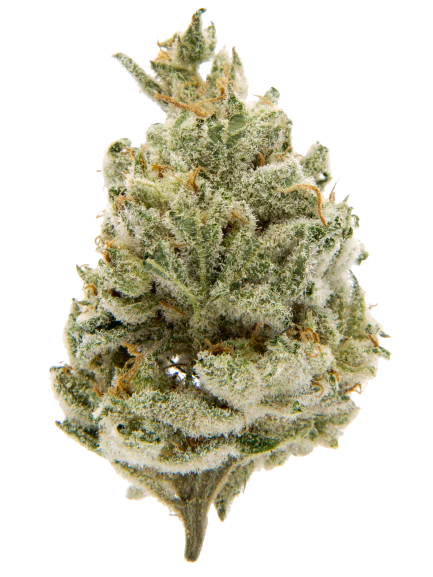 Rainbow Sherbet — flower listed on the Herbs 4 You menu