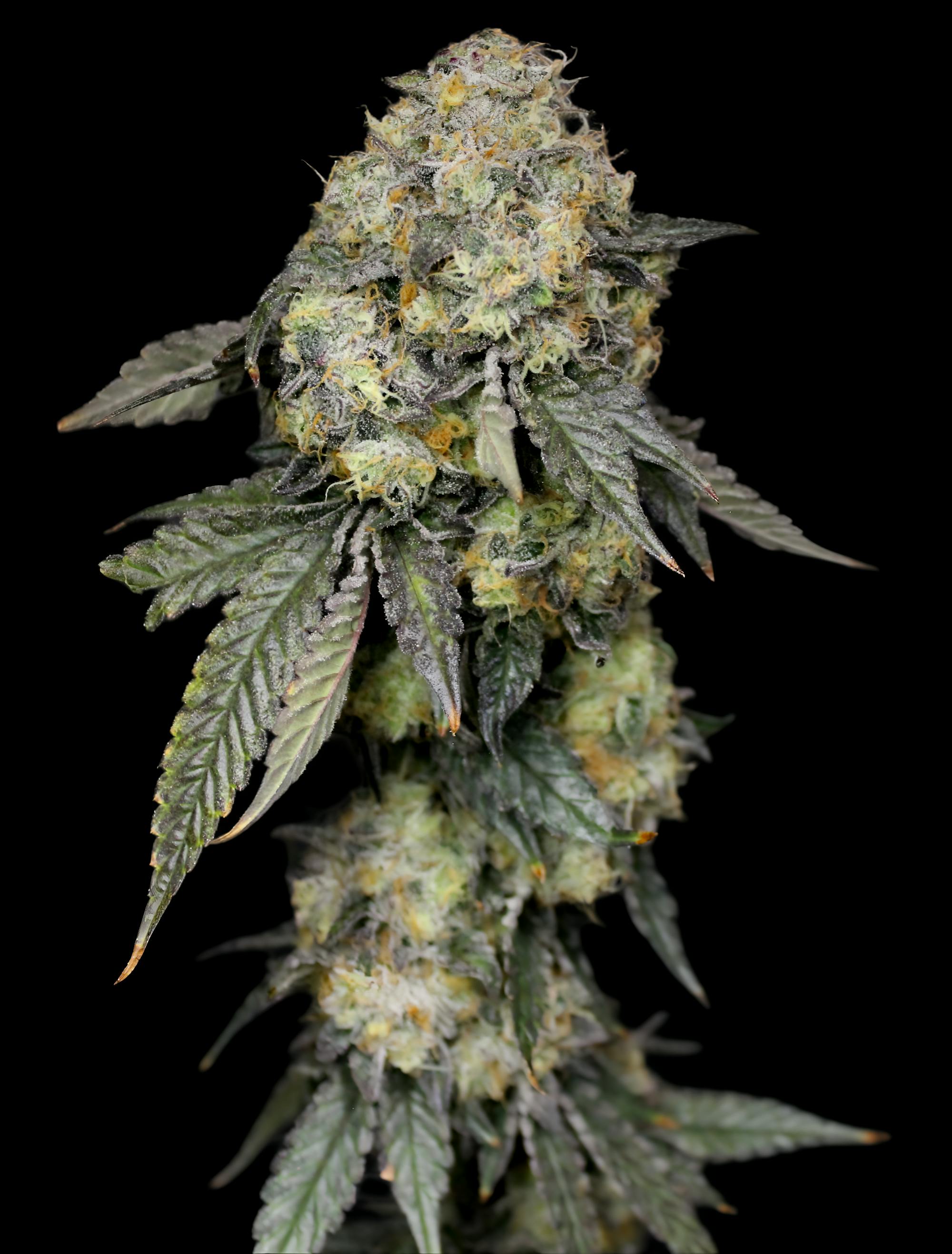 Loudest (Grown by Host)