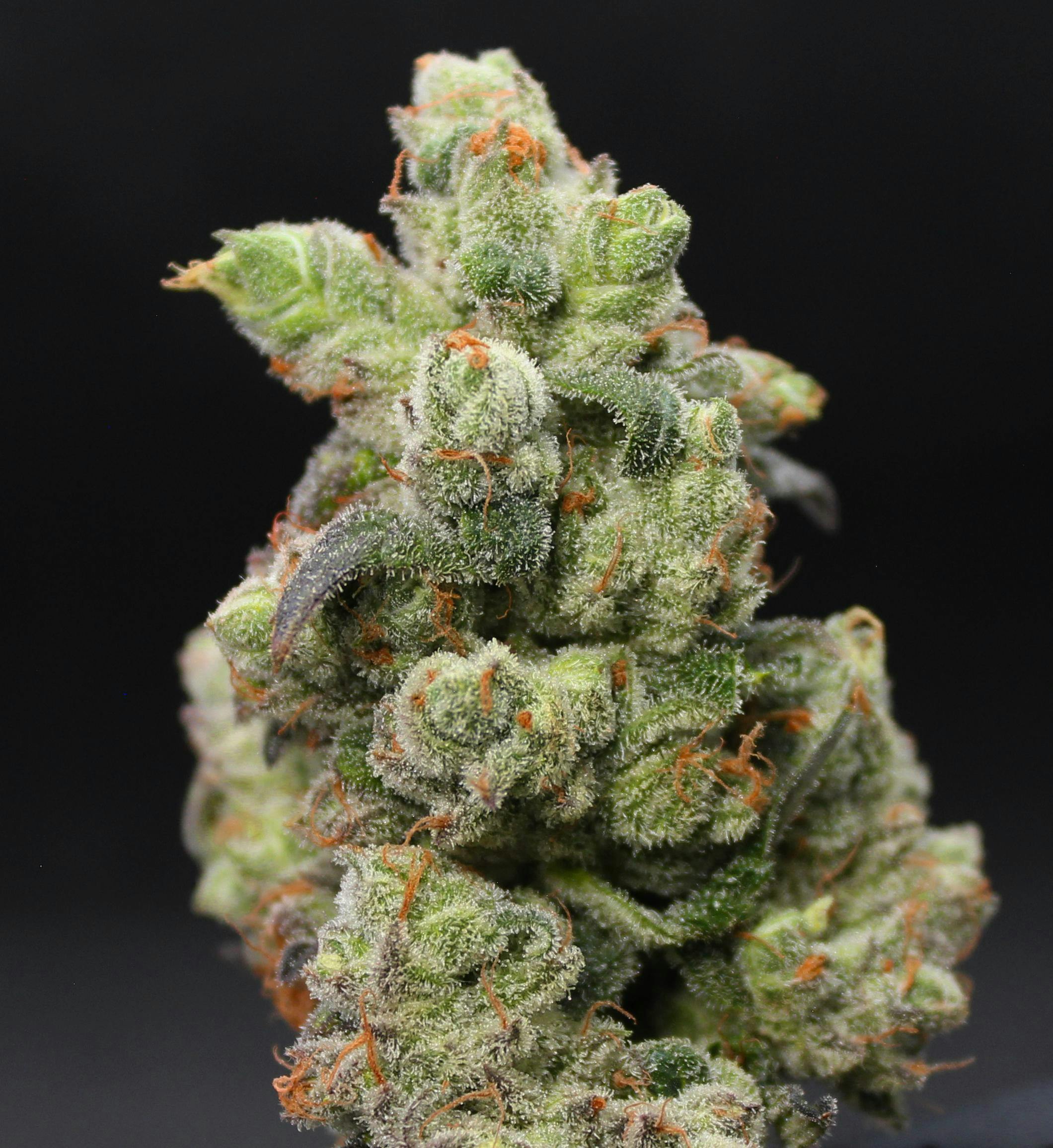 Cherry Pie Grown