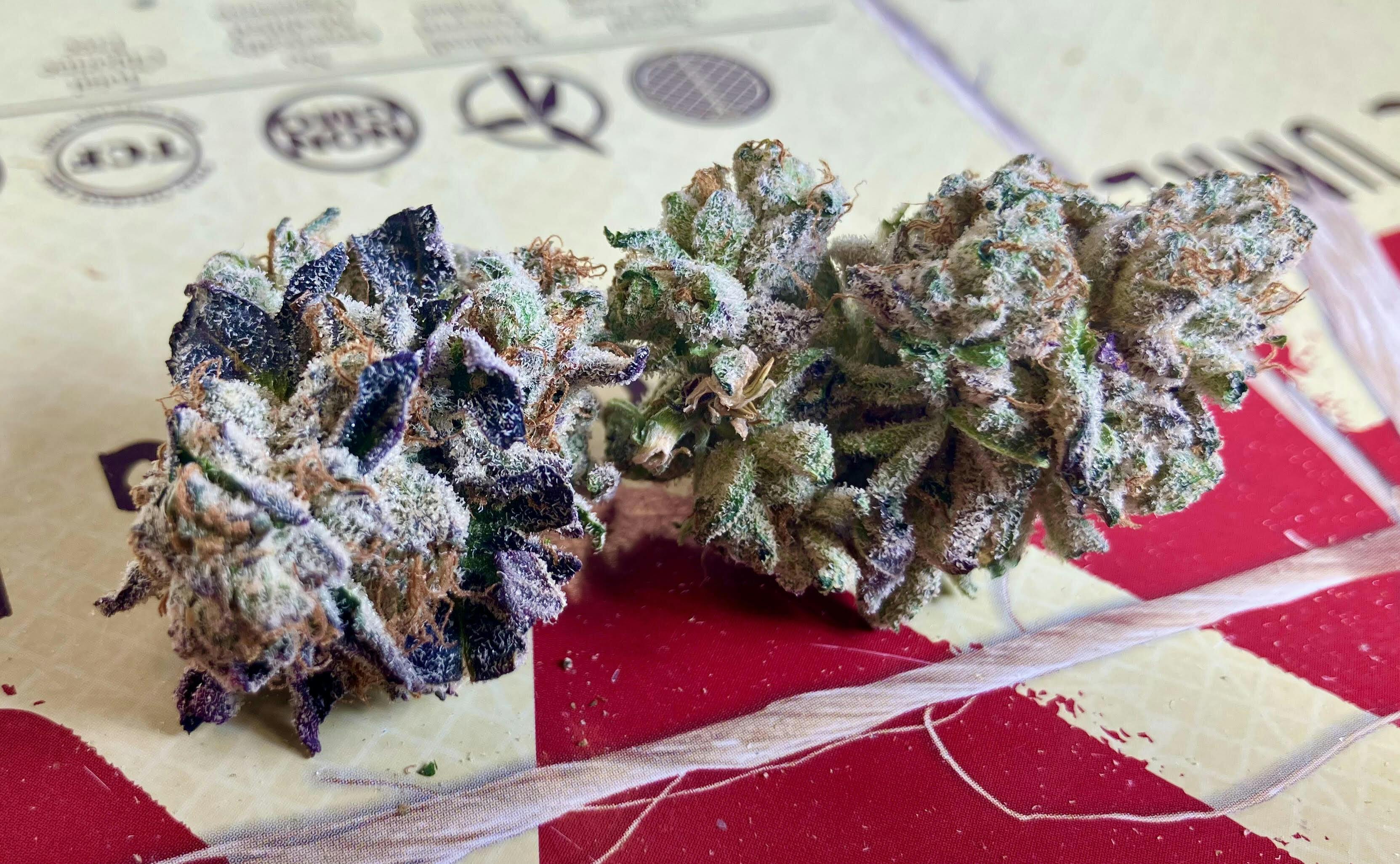 REC - Hell's Angel OG