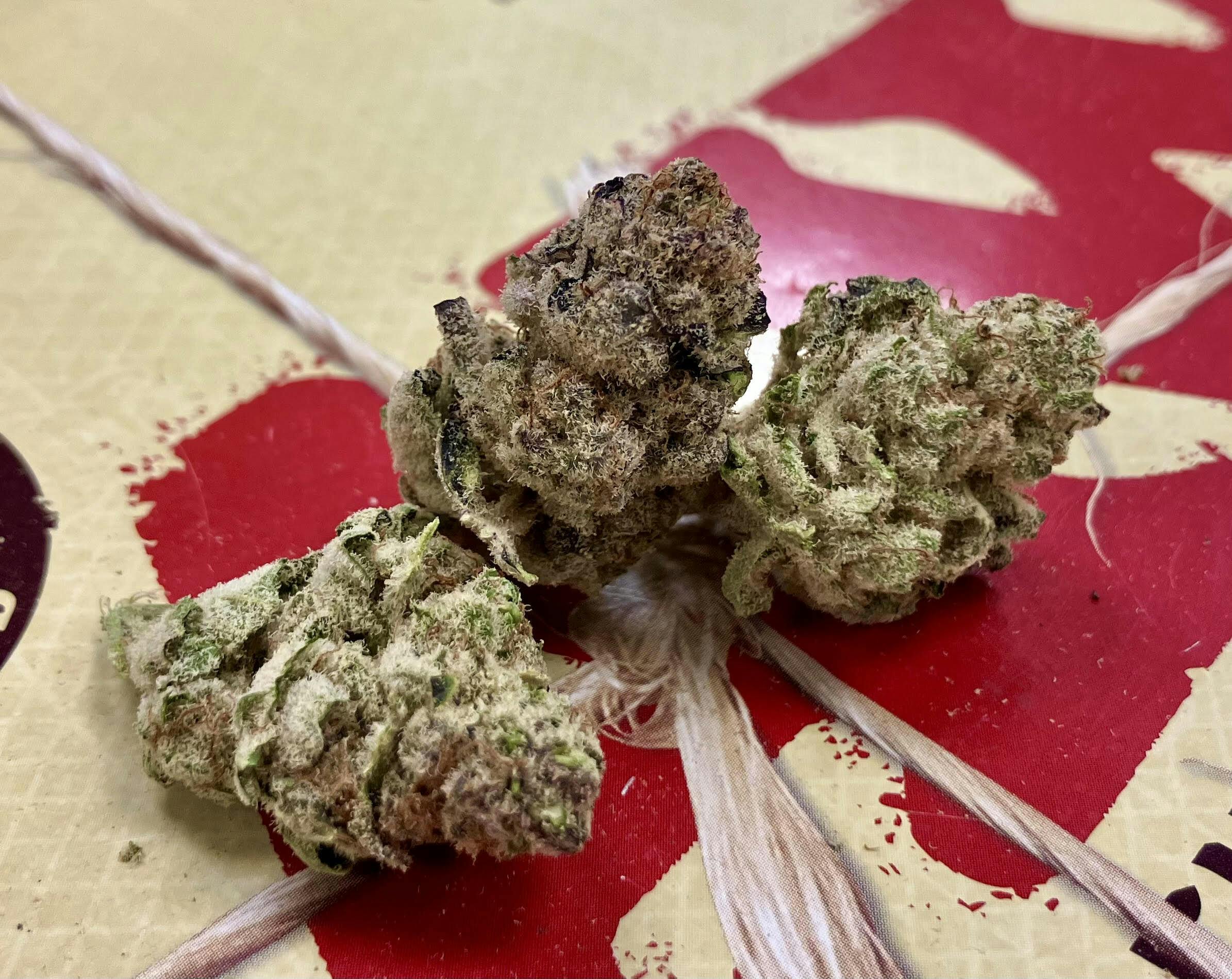 MED - Mimosa