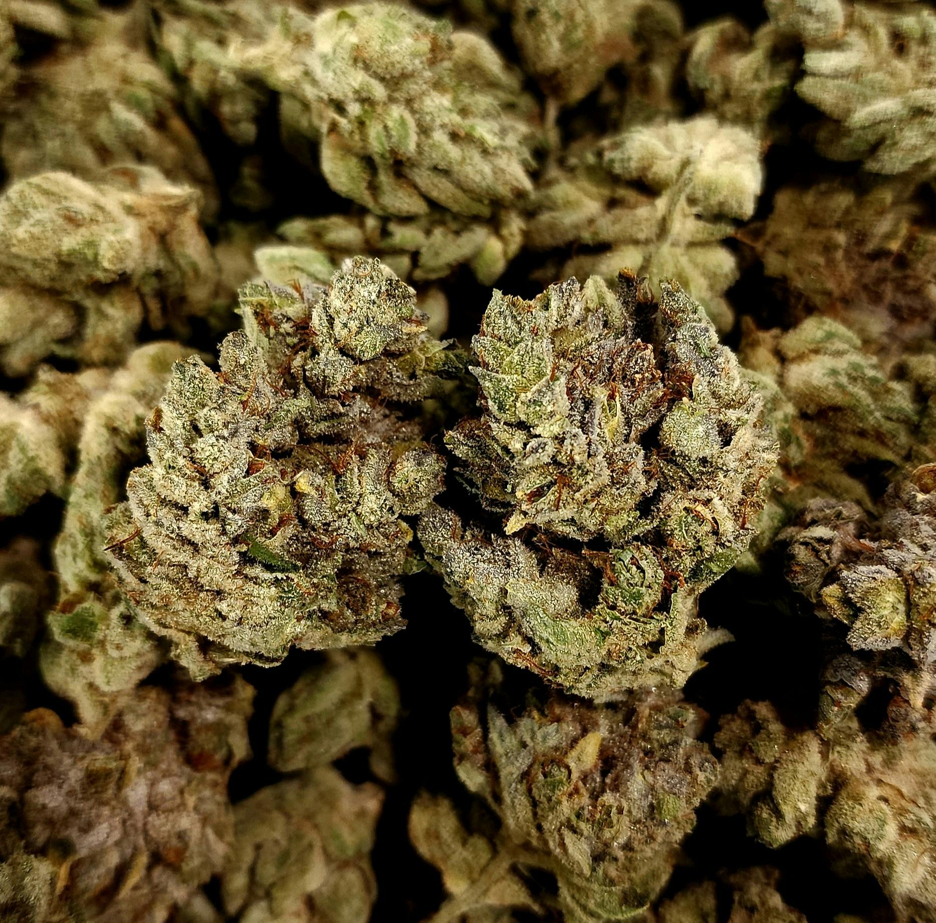 SFV OG - Pure Medical