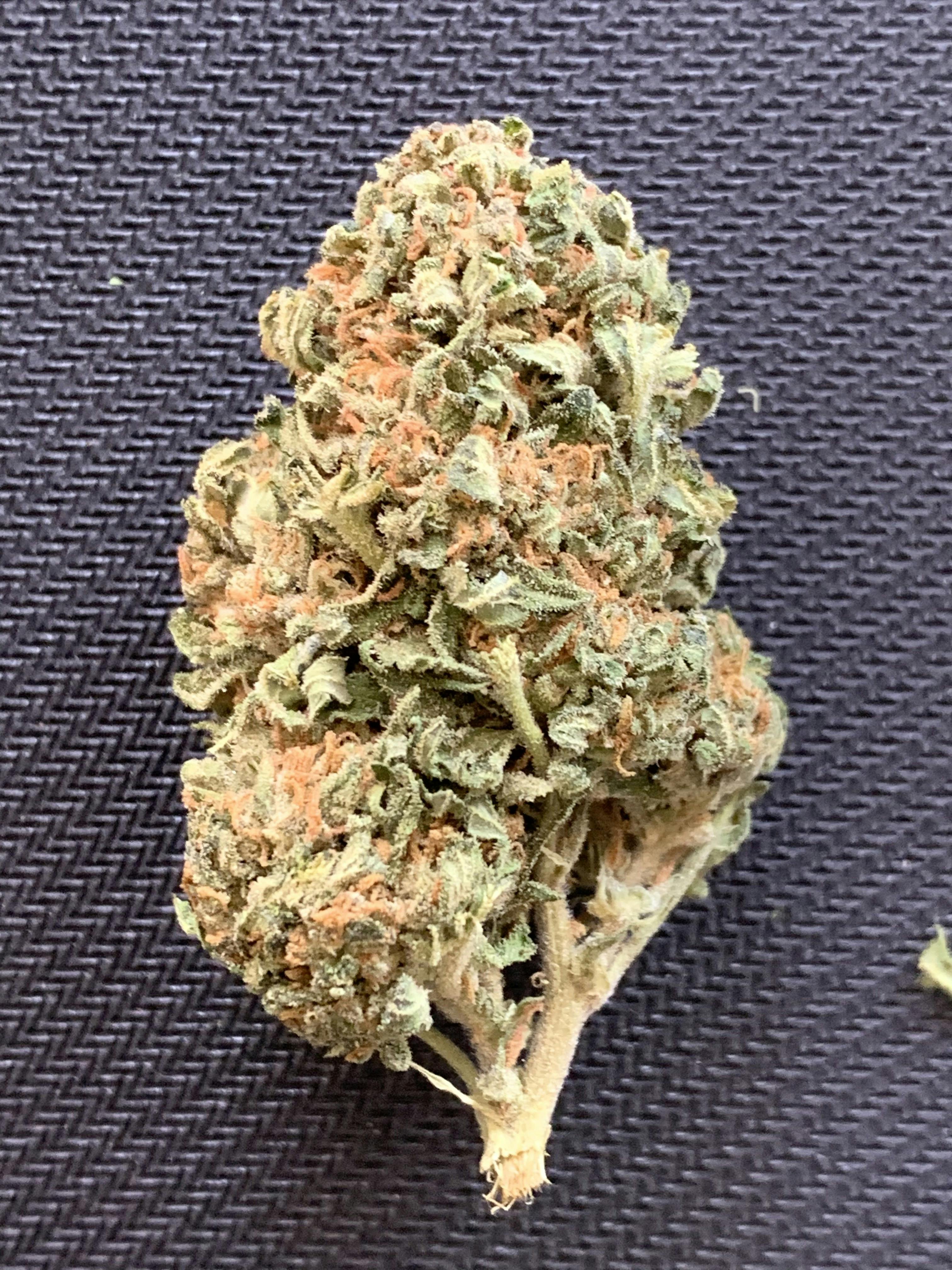 Purple Dream(outdoor)