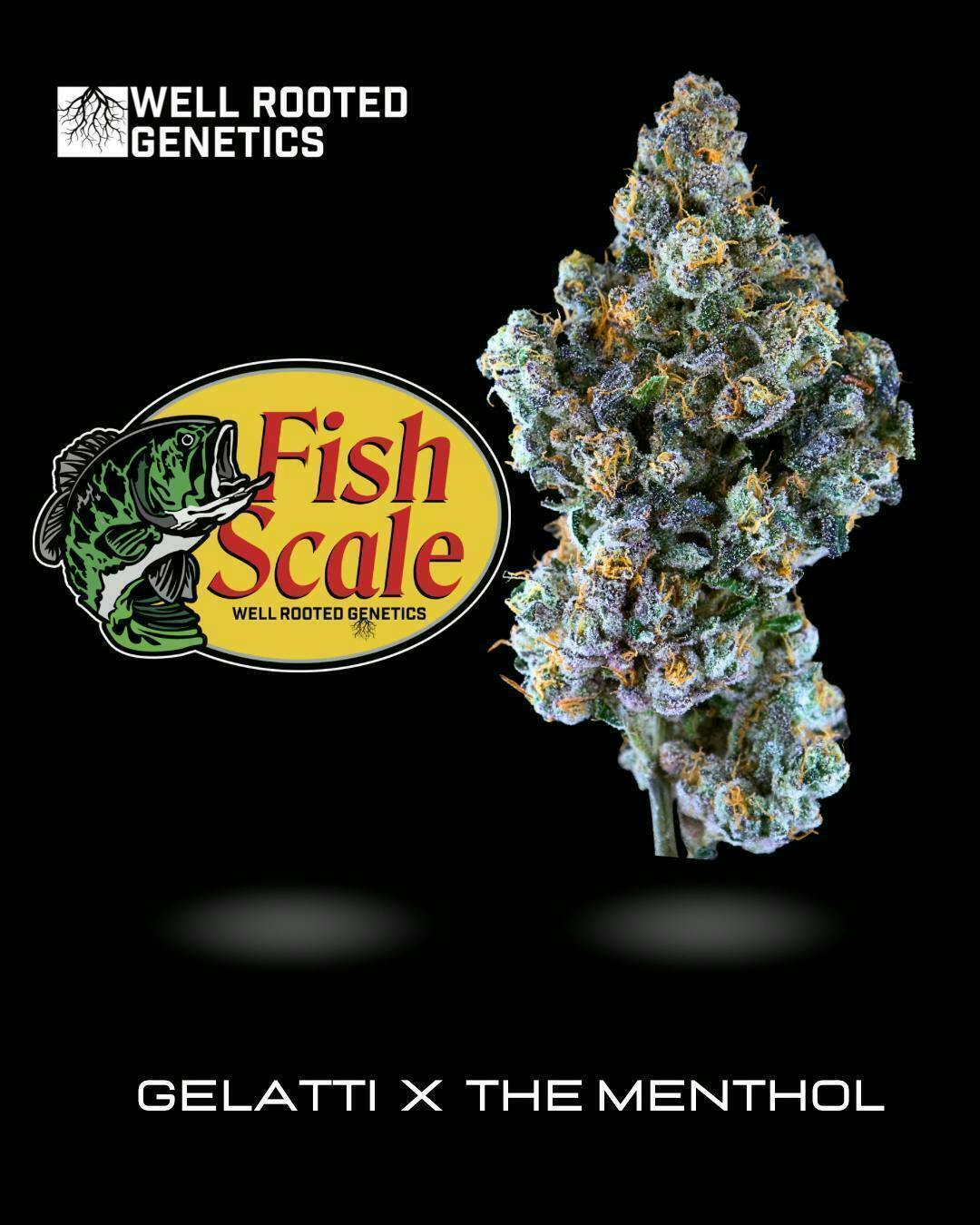 Vip Fish Scale