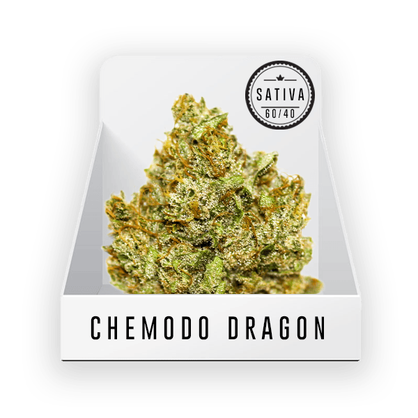 Bud Chemodo Dragon