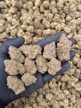 BUD - Doggystyle (DOG)