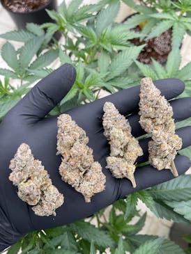 BUD - PRIMETIME (PRIM)