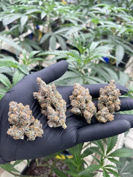 BUD - CHERRY APPLE FRITTER (CAF)