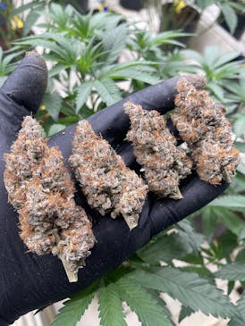 BUD - WILD SPACE APE